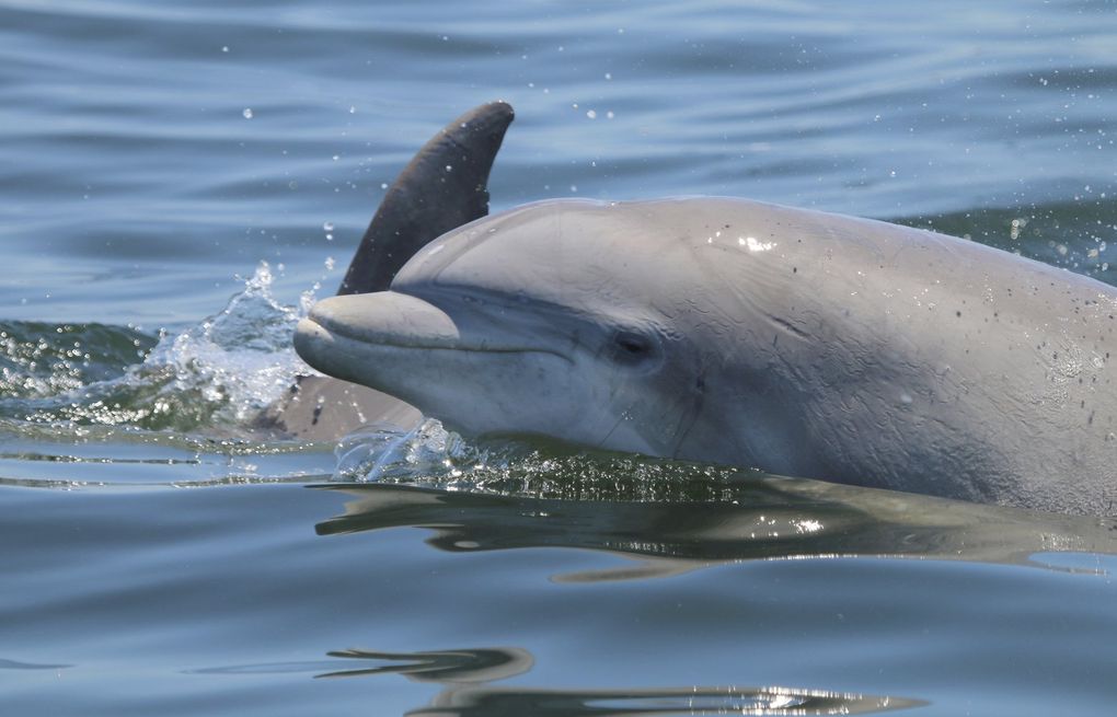 Dolphins' playful social habits form bonds, but spread virus 