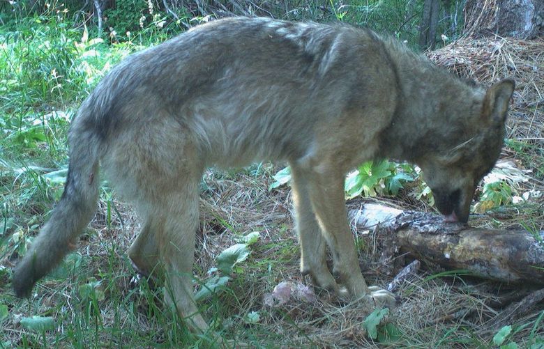 Patriarch wolf M32 searches for a snack in a deadfall tree. Credit: WDFW Wildlife Cam