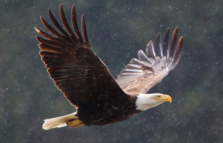 *** READER’S LENS – ONE TIME USE ONLY ***

Kent Hitchings
sarge183@hotmail.com
Belfair WA
360-710-5523
N/A
kenthitchings

Seabeck WA
2022/04/10

The rain added a nice touch to this shot of an eagle in flight near Seabeck. Taken with a Canon EOS 90D with a Tamron 150-600mm lens.

IMG_3052-SharpenAI-Motion.jpg
I agree to the Readers Lens Terms and Conditions
20:02:28 10 Apr, 2022