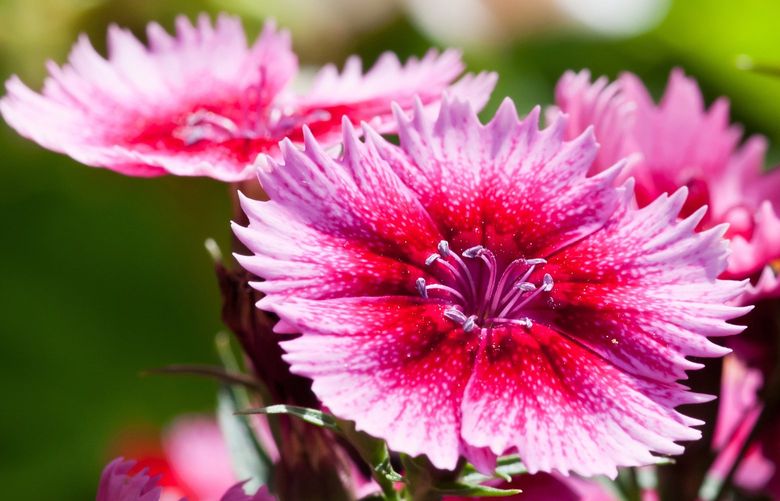 A pink pink showing its pinked petals. Credit: Dreamstime.com
