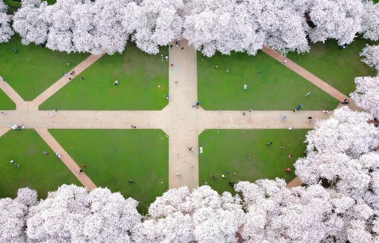 *** READER’S LENS – ONE TIME USE ONLY ***

Karan Arora
arorakaran28@gmail.com
Seattle, WA
8126030277
Ka.ph

University of Washington
2022/03/27

Took this aerial shot of the cherry blossom trees at the Quad in University of Washington using my DJI Mini2 drone.

03F0011A-FCDD-4775-84C2-572BEC334162.jpeg
I agree to the Readers Lens Terms and Conditions
20:47:54 27 Mar, 2022