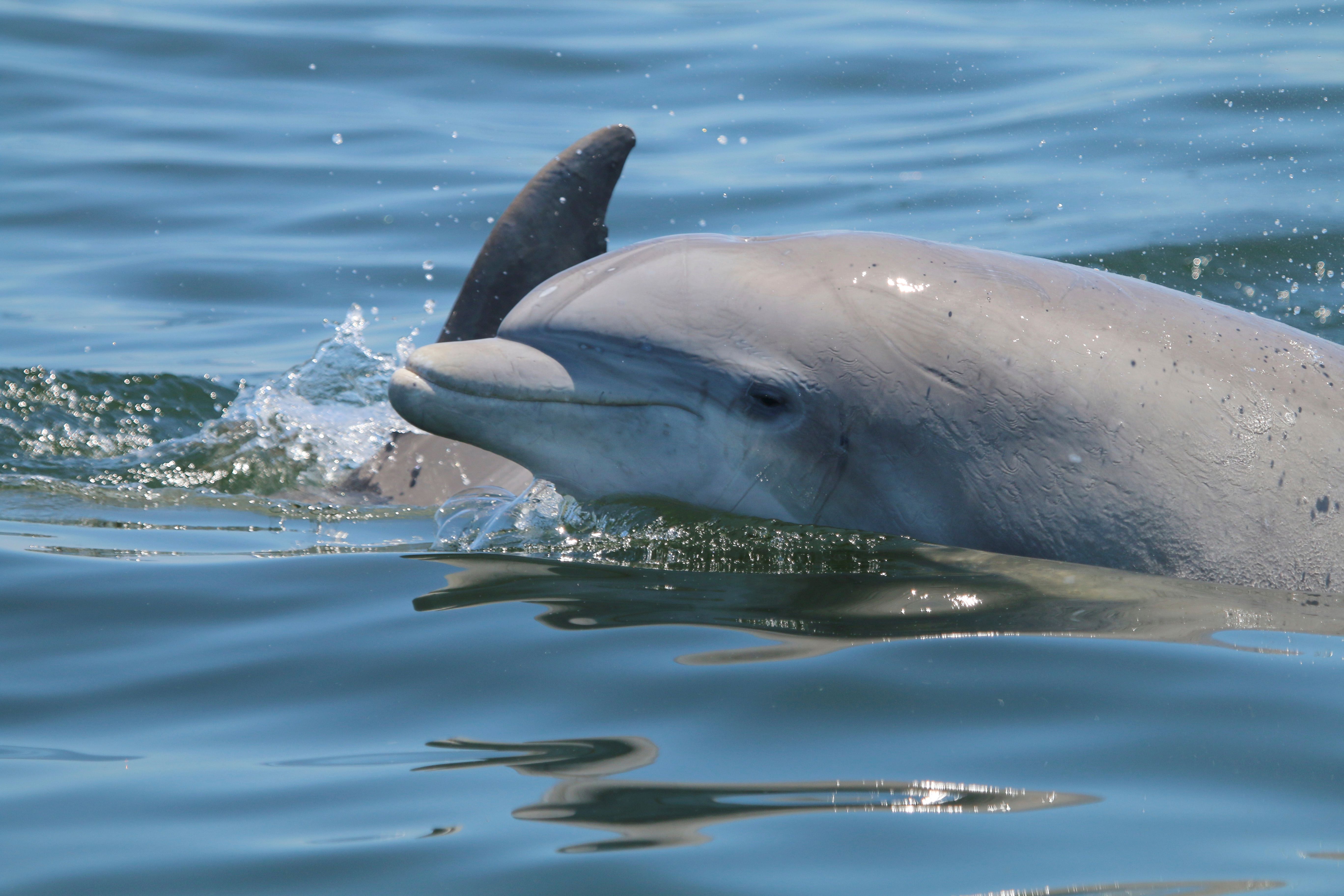Dolphins' playful social habits form bonds, but spread virus | The