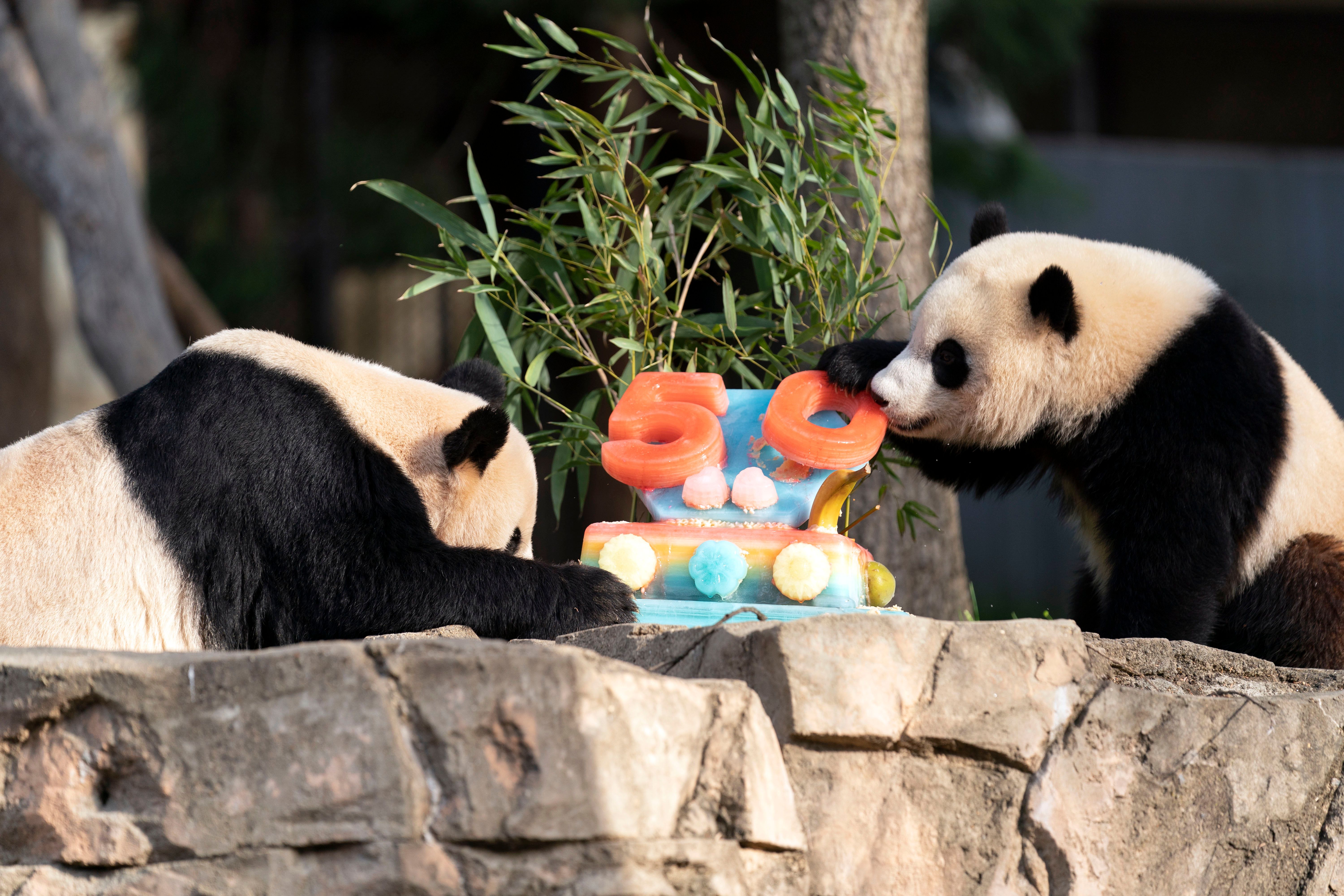Bring on the cake: France's baby panda has his 1st birthday | WWMT
