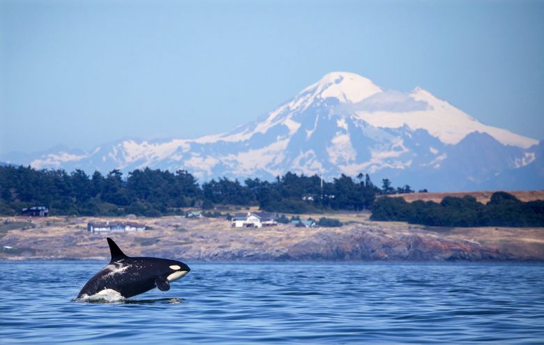 Another baby orca born to J pod — the second this month