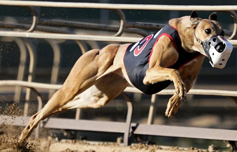 A greyhound competes in a race at the Iowa Greyhound Park, Saturday, April 16, 2022, in Dubuque, Iowa. After the end of a truncated season in Dubuque in May, the track here will close. By the end of the year, there will only be two tracks left in the country. (AP Photo/Charlie Neibergall) IACN212 IACN212