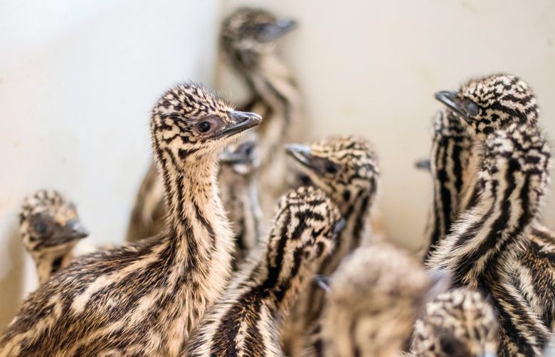 Baby emus huddle together Friday at 3 Feathers Emu Ranch and Farm in Adna.