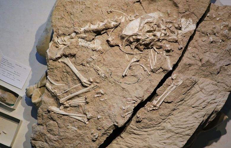 The full Archeocyons fossil at the San Diego Natural History Museum. (Cypress Hansen/San Diego Natural History Museum/TNS) 46879118W 46879118W