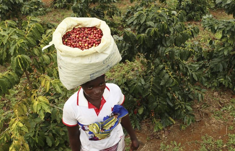 FILE -A woman carries harvested coffee beans on her head at a coffee plantation in Mount Gorongosa, Mozambique Sunday, Aug. 3, 2019. When the Federal Reserve raises interest rates — as it did Wednesday, May 4, 2022 — the impact doesnâ€™t stop with U.S. homebuyers paying more for mortgages or Main Street business owners facing costlier bank loans. The fallout can be felt beyond Americaâ€™s borders, hitting shopkeepers in Sri Lanka, farmers in Mozambique and families in poorer countries around the world.  (AP Photo/Tsvangirayi Mukwazhi, File) NYMV106 NYMV106