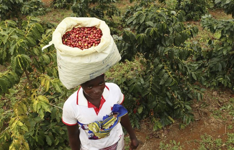 FILE -A woman carries harvested coffee beans on her head at a coffee plantation in Mount Gorongosa, Mozambique Sunday, Aug. 3, 2019. When the Federal Reserve raises interest rates — as it did Wednesday, May 4, 2022 — the impact doesn’t stop with U.S. homebuyers paying more for mortgages or Main Street business owners facing costlier bank loans. The fallout can be felt beyond America’s borders, hitting shopkeepers in Sri Lanka, farmers in Mozambique and families in poorer countries around the world. (AP Photo/Tsvangirayi Mukwazhi, File) NYMV106 NYMV106