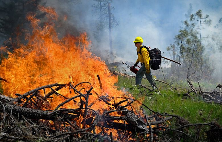 Department of Natural Resources firefighter Caitlyn Morgan uses a drip torch to set logging debris on fire during a 108 acre prescribed burn near Springdale, Wash., Tuesday, May 3, 2022.