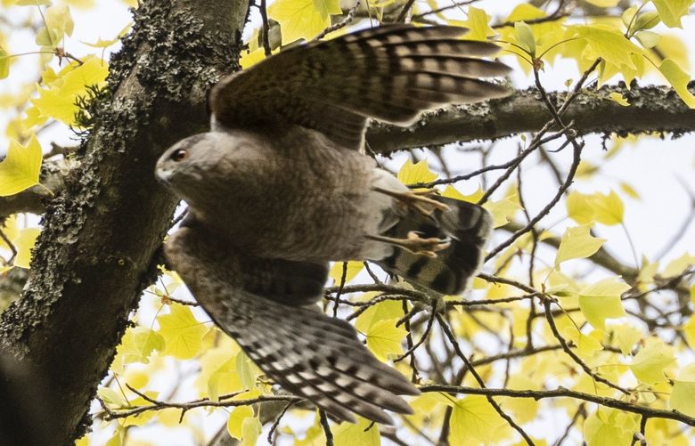 Friday, April 29, 2022. Followed by Ed deal and Patti Loesche from the Urban Raptor Conservancy, a Cooper’s Hawk takes flight after mating high in the trees at Seattle’s Volunteer Park. 220208