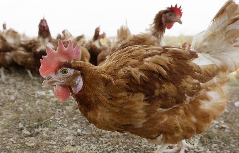 FILE – In this Oct. 21, 2015, file photo, cage-free chickens walk in a fenced pasture at an organic farm near Waukon, Iowa. Some farmers are wondering if it’s OK that eggs sold as free-range come from chickens being kept inside. It’s a question that arises lately as farmers try to be open about their product while also protecting chickens from a highly infectious bird flu that has killed roughly 28 million poultry across the country. (AP Photo/Charlie Neibergall, File) CER201 CER201