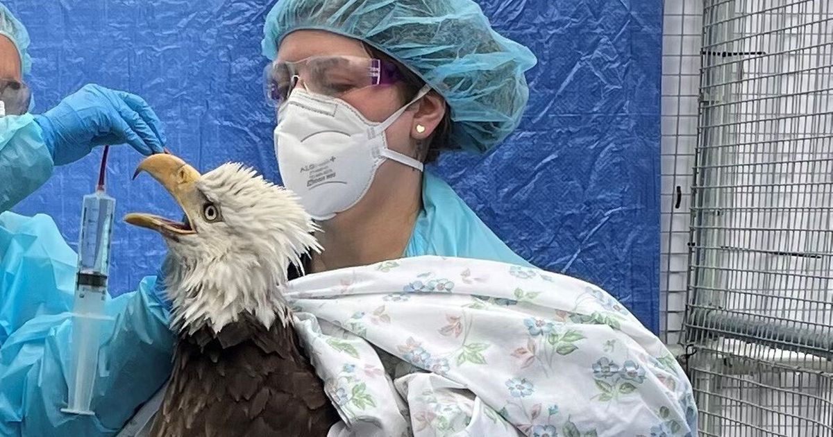 Bird flu takes unheard-of toll on bald eagles, other birds | The