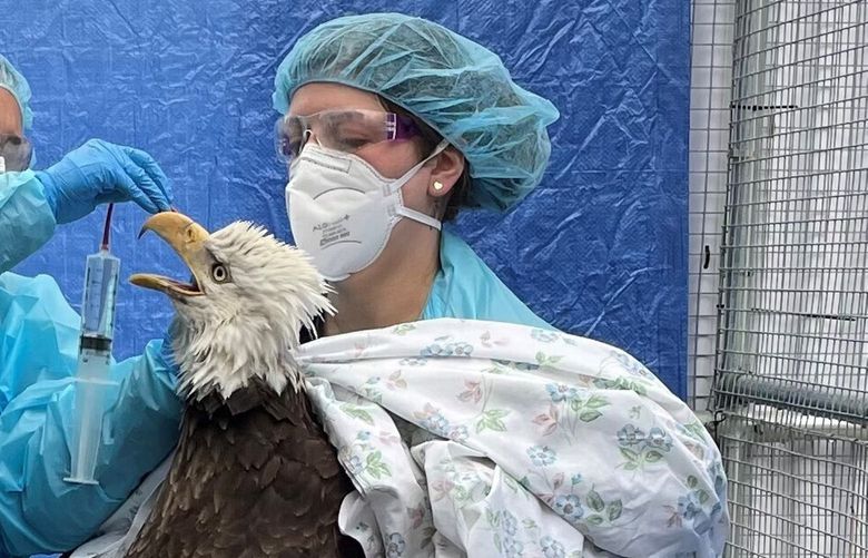In this photo provided by the Wisconsin Humane Society, two people at the humane society’s Wildlife Rehabilitation Center in Milwaukee provide care to a female bald eagle that later tested positive for the avian influenza, April 8, 2022. The female bird had been captured earlier in the day from a lakeside neighborhood after neighbors noticed it on the ground beneath the nest. The U.S. Fish and Wildlife Service reports this new avian influenza strain has been found in 33 states, with eagles affected in at least 15. Officials also say the bird flu is more widespread and affecting more wild bird species compared to the last outbreak in 2015. (Wisconsin Humane Society via AP) RPCA101 RPCA101