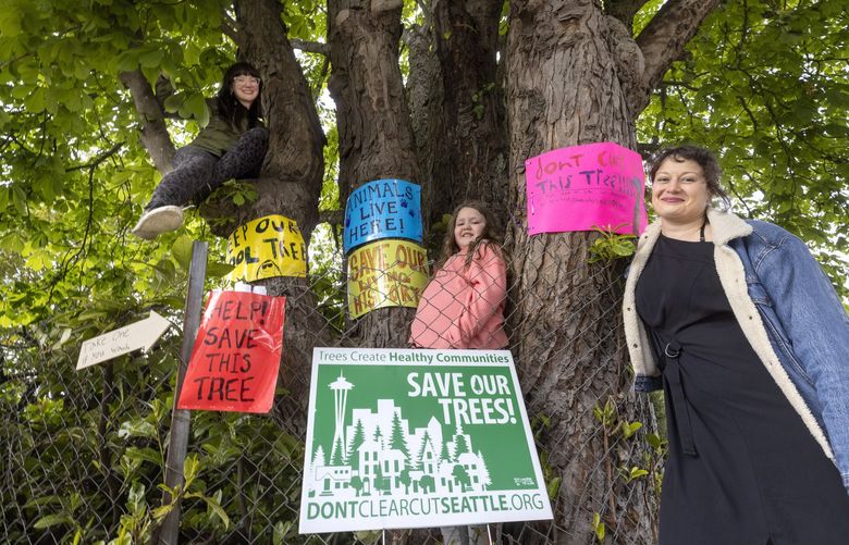 L – R  Sara Macko, nine-year-old Piper Karlstrom-Smith and Solvie Karlstrom stand around an old chestnut tree on the corner of the rental property  where they live in West Seattle Thursday, April 28, 2022.  The three, especially Sara and Piper, have been trying hard to save the tree and their landlord is behind their crusade.  The city to planning to install a sidewalk where ADA access is limited and is planning to take the tree down. The renters are not the only ones in this city who through the years have tried, often without success, to save an old tree in their neighborhood from developers or street improvement projects
 220249