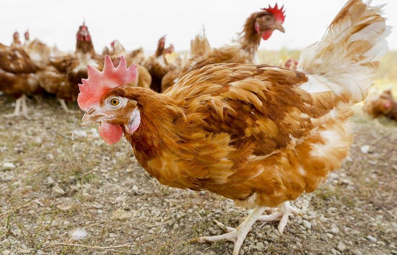 FILE – In this Oct. 21, 2015, file photo, cage-free chickens walk in a fenced pasture at an organic farm near Waukon, Iowa. Some farmers are wondering if it’s OK that eggs sold as free-range come from chickens being kept inside. It’s a question that arises lately as farmers try to be open about their product while also protecting chickens from a highly infectious bird flu that has killed roughly 28 million poultry across the country. (AP Photo/Charlie Neibergall, File) CER201