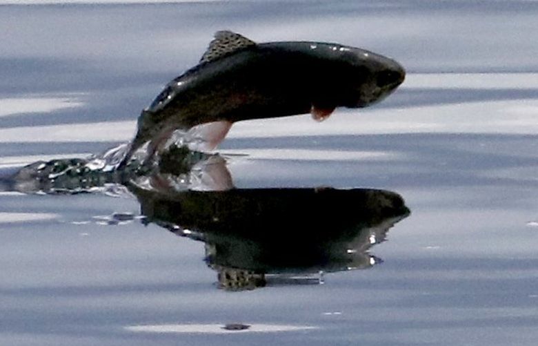 Just released into Green Lake, a one-year-old rainbow trout leaps in open water.
Washington Dept. of Fish & Wildlife
Stock Green Lake with hatchery-raised rainbow trout, one-year-old.
Wed April 27 2022 220258