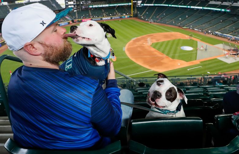 T-Mobile Park – Seattle Mariners vs. Philadelphia Phillies – 050922

Cardi P gives her owner Brandon Lindgren a kiss while Meaty Pablo sits like a good boy during Bark in the Park before a Mariners game Monday, May 9, 2022, in Seattle, Wash. 220343