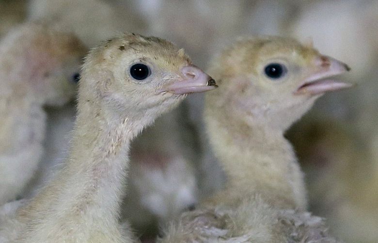 FILE- In this Aug. 10, 2015, file photo, turkeys stand in a barn on turkey farm near Manson, Iowa. The nation’s first case of highly pathogenic bird flu since 2017 has been found in a South Carolina turkey operation, leading to the killing of more than 30,000 birds. Even a single case of bird flu causes alarm in the poultry industry, which was devastated by a large outbreak in 2015 that led to the killing of millions of chickens and turkeys. (AP Photo/Charlie Neibergall)