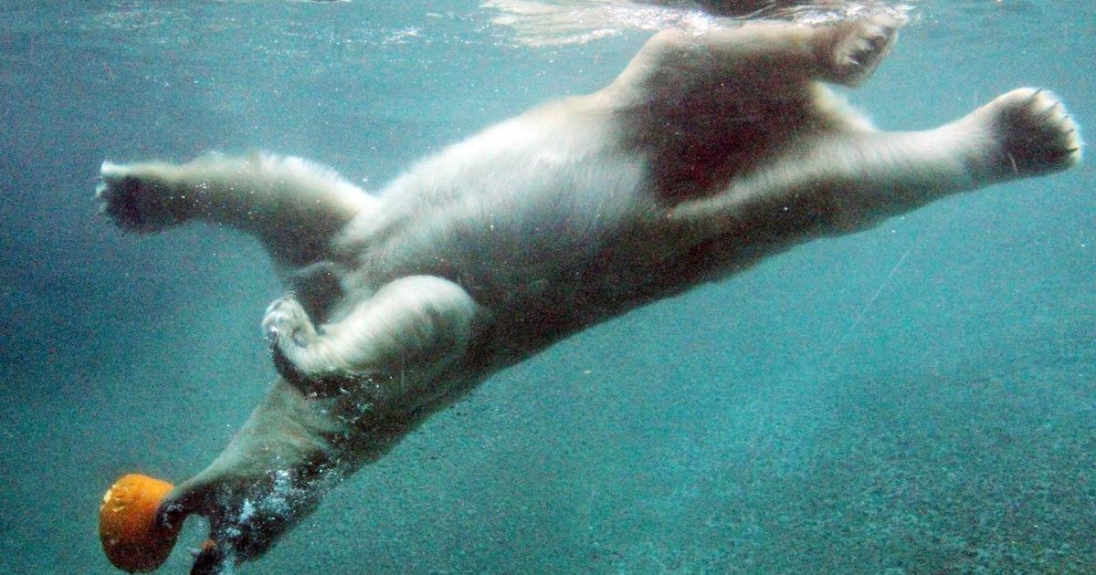 Stage Defiance Zoo euthanizes Blizzard, beloved polar bear Stage Defiance Zoo euthanizes Blizzard, beloved polar bear