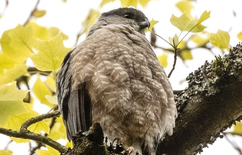 Friday, April 29, 2022.     An unbanded female Cooper’s Hawk sits puffed up after grooming high in a tree at Seattle’s Volunteer Park  while being watched by members of the Urban Raptor Conservancy.   220208