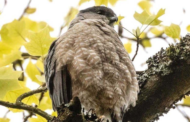 Friday, April 29, 2022. An unbanded female Cooper’s Hawk sits puffed up after grooming high in a tree at Seattle’s Volunteer Park while being watched by members of the Urban Raptor Conservancy. 220208