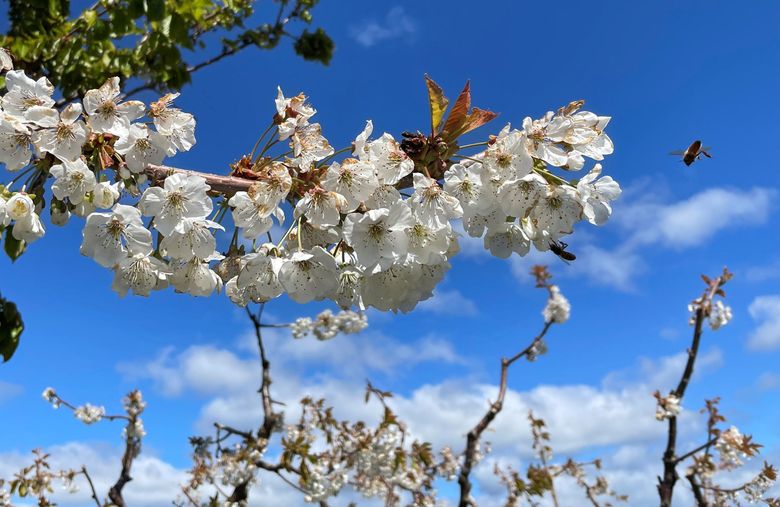 Washington ranked No. 8 best state for beekeeping, Washington