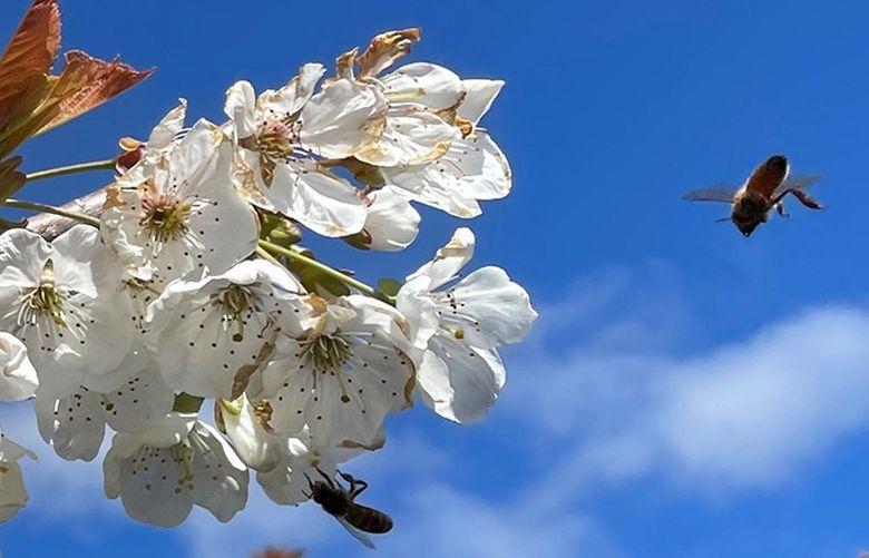 One honey bee nestles on a flower and another is in flight at the tail end of this orchard bloom at Hood River Cherry Company
Credit: Hal Bernton
Dateline: Hood River, Oregon
Date: May, 20222