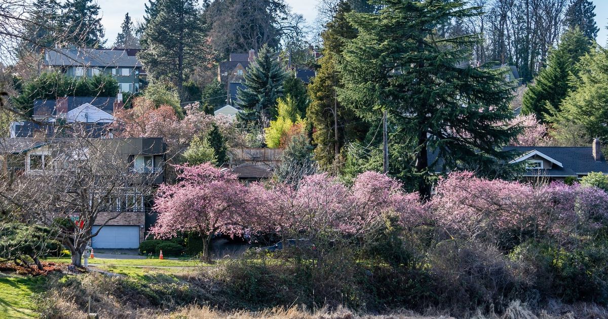 Trees for Seattle hands out free trees — and the knowledge you need to nurture them