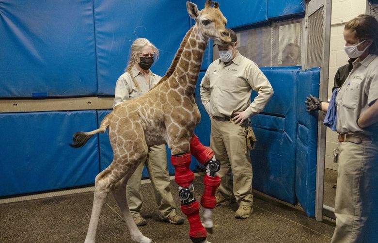 This Feb. 10, 2022, image released by the San Diego Zoo Wildlife Alliance shows Msituni, a giraffe calf born with an unusual disorder that caused her legs to bend the wrong way, at the San Diego Zoo Safari Park in Escondido, north of San Diego. (San Diego Zoo Wildlife Alliance via AP) LA405 LA405
