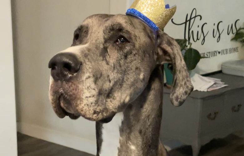 Zeus celebrates his first birthday in November 2020. MUST CREDIT: Brittany Davis.