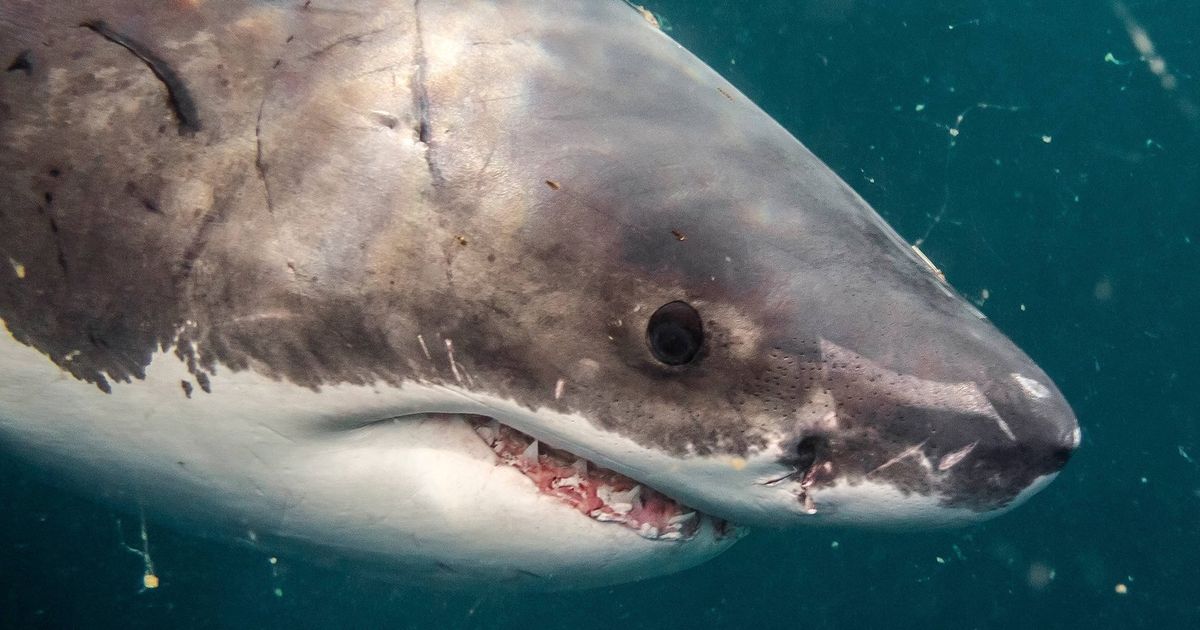 1,000-pound shark is making a big splash along East Coast | The Seattle ...