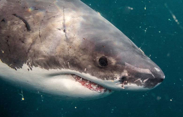 On July 11, 2019, this great white shark was seen in False Bay, South Africa. More recently, another great white has been tracked along the U.S. Atlantic coast. (Imago/Zuma Press/TNS) * North and South America Rights Only * 47614347W 47614347W
