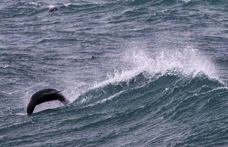 A northern fur seal dives out of a wave near Sea Lion Rock at St. Paul Island on Sunday, Jan. 30, 2022. The seals were hunted for their fur until 1984, when the United States ended the commercial harvest on the Pribilof Islands. They are still hunted for subsistence purposes, with an annual quota of around 2,000 to 2,500 split between St. Paul and St. George Islands. (Loren Holmes / Anchorage Daily News)