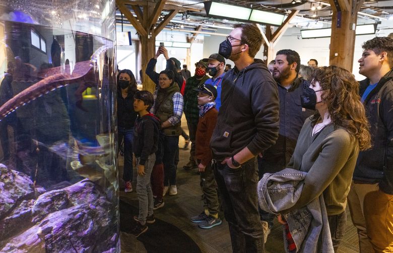 Masked and unmasked patrons look at the giant pacific octopus, left, at the Seattle Aquarium on March 12, 2022. Starting Saturday Washington state’s mask mandate was lifted for most indoor spaces.