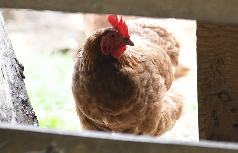 FILE – A chicken looks in the barn at Honey Brook Farm in Schuylkill Haven, Pa., on April 18, 2022. An outbreak of avian flu is forcing farmers to cull their flocks and leading to concerns about even higher food prices. While it doesn’t pose much of a threat to humans, the outbreak is prompting a new wave of some of the same conspiracy theories that emerged from the COVID-19 pandemic. (Lindsey Shuey/Republican-Herald via AP, File) PAPOE201 PAPOE201