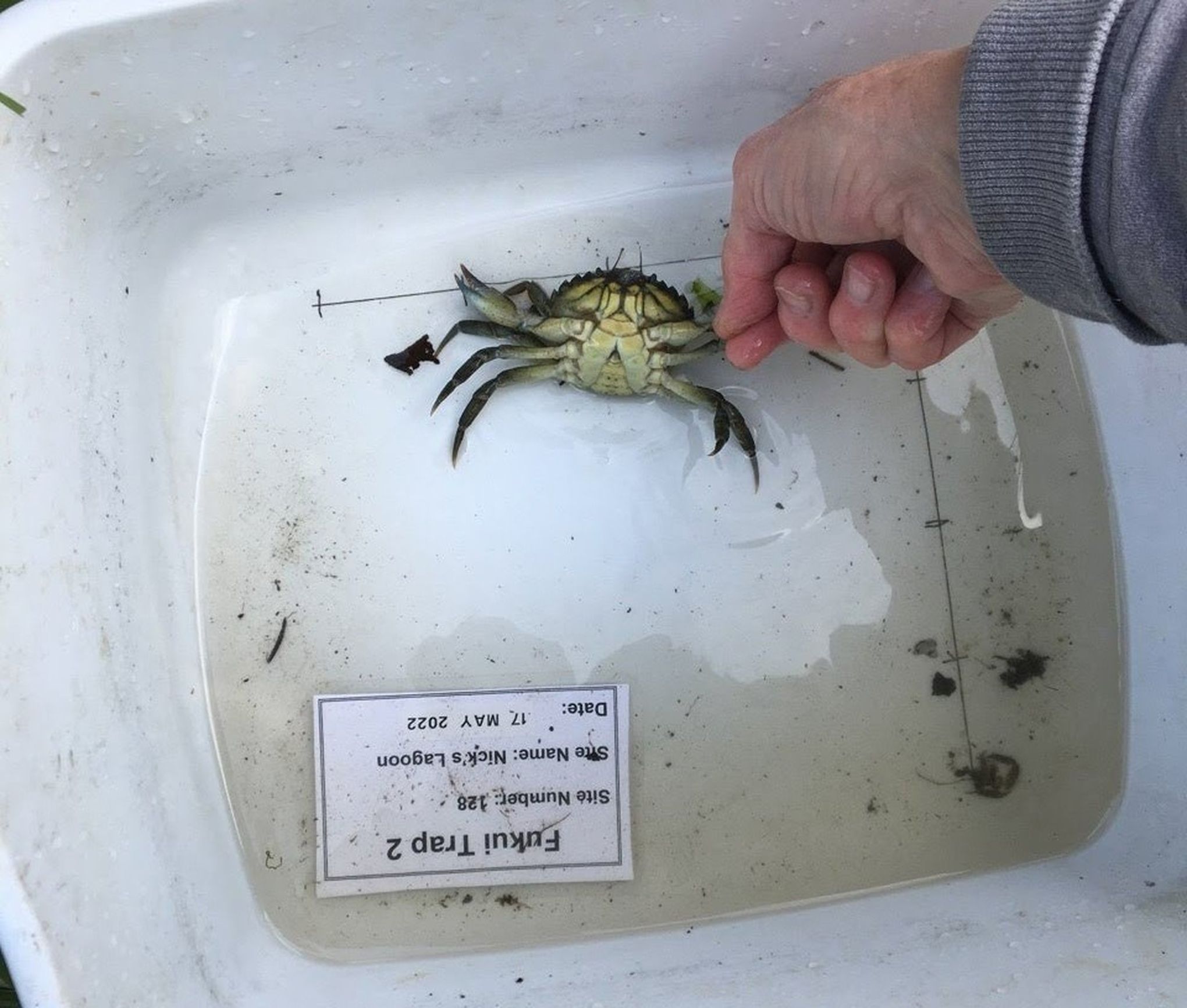 Invasive European green crab found in Hood Canal for first time