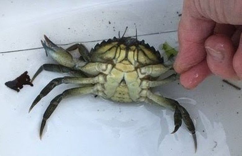 A male European green crab captured near Seabeck in Hood Canal on May 17, 2022.