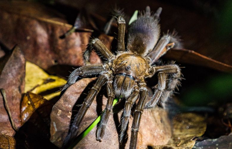 FILE – A tarantula at Tanjung Puting National Park in Indonesia, Jan. 25, 2020. More than 1,200 species of arachnids are part of a largely unregulated global marketplace, according to a new study. (Lauryn Ishak/The New York Times) XNYT11 XNYT11