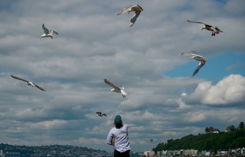 Seagulls surround a pedestrian, who prefers not to be named, who was feeding the birds during sunny afternoon on Alki Beach in West Seattle Monday, May 23, 2022. The National Weather Service predicts Tuesday and Wednesday to be mostly cloudy and for rain to possibly return on Thursday. 
LO 220471