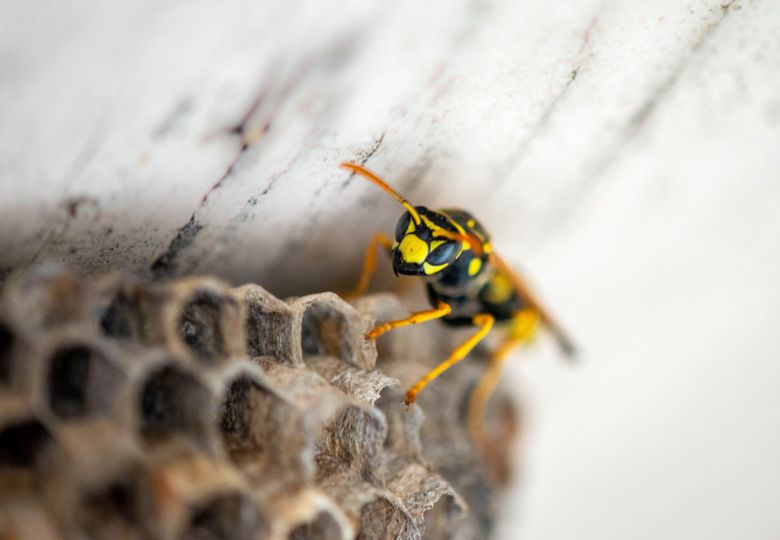 What can I do about wasps nesting in my walls? - The Washington Post