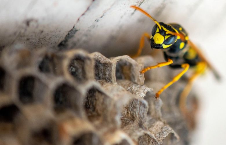 The Washington State Department of Agriculture is launching a new public project to help monitor Asian giant hornet activity in the state. Participants can locate and register a paper wasp nest and observe it weekly for any hornet visits. (Courtesy Washington State Department of Agriculture)