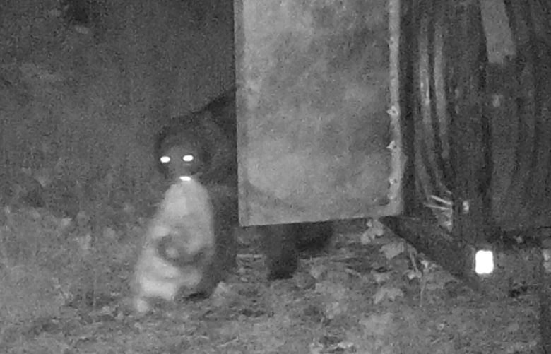 Washington Department of Fish and Wildlife biologists on May 20 captured and “lethally removed” a male bear in the Squak Mountain area near Issaquah that had been getting into garbage and other human-provided food sources for more than three years.