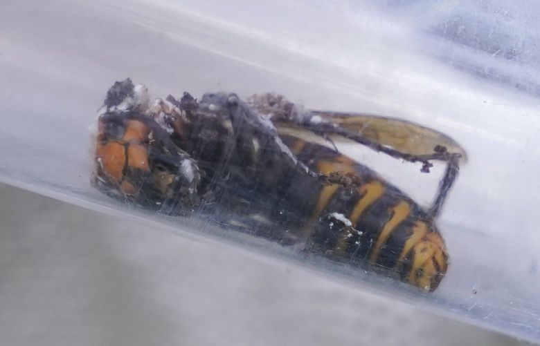 FILE – In this Oct. 24, 2020 photo, a Washington State Department of Agriculture worker displays an Asian giant hornet taken from a nest, in Blaine, Wash. Authorities in Washington state said Tuesday, May 24, 2022, that scientists will set about 1,000 traps in their quest to wipe out the Asian giant hornet in the state. (AP Photo/Elaine Thompson, File) FX203 FX203