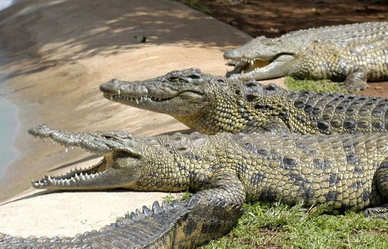 Crocodiles sun themselves. MUST CREDIT: Bloomberg photo by Naashon Zalk.