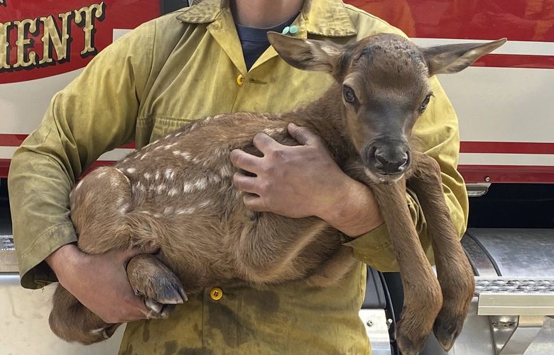 In this photo provided by Nate Sink, the Missoula, Montana-based firefighter, cradles a newborn elk calf that he encountered in a remote, fire-scarred area of the Sangre de Cristo Mountains near Mora, N.M., on Saturday, May 21, 2022. Sink says he saw no signs of the calf’s mother and helped transport the abandoned baby bull to a wildlife rehabilitation center to be raised alongside a surrogate gown elk. (Nate Sink via AP) FX308 FX308