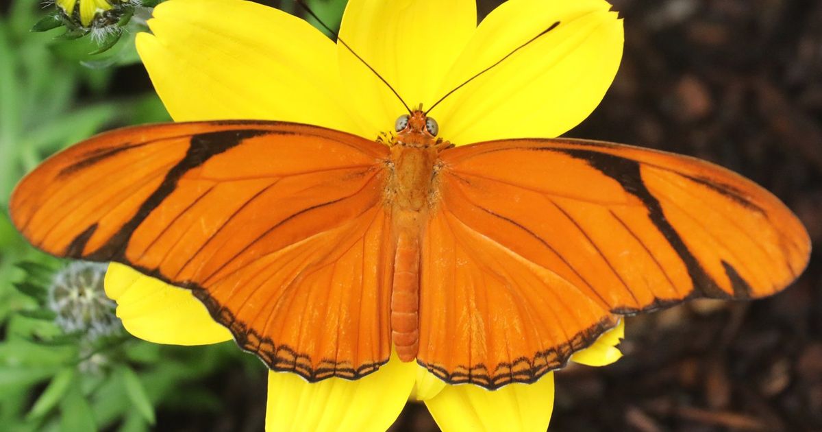 Butterfly garden reopens at Seattle’s Woodland Park Zoo after twoyear