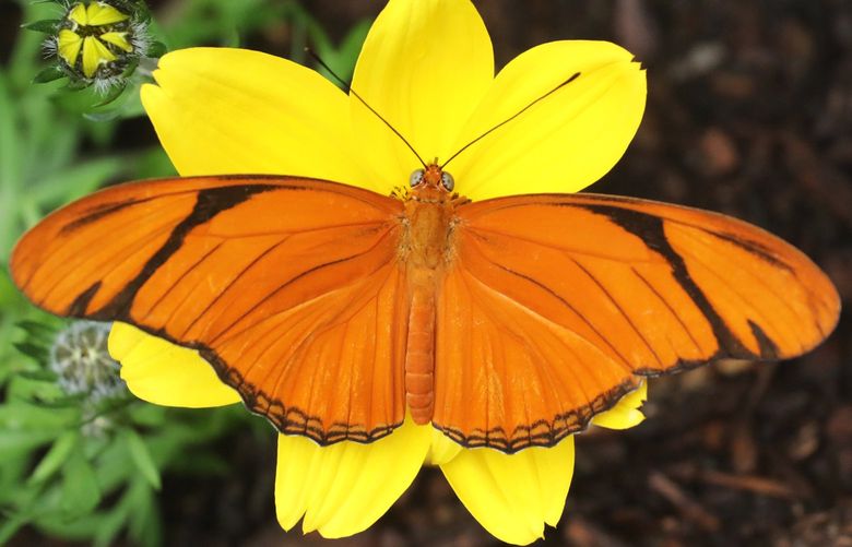 A Julia heliconian spreads its wings atop a Bidens flower in the butterfly exhibit at the Woodland Park Zoo reopening Friday.  Over 200 North American butterflies representing over a dozen species are in the garden

Ref to more photos online


Butterfly exhibit reopens at Woodland Park Zoo

Thursday May 26, 2022 220503