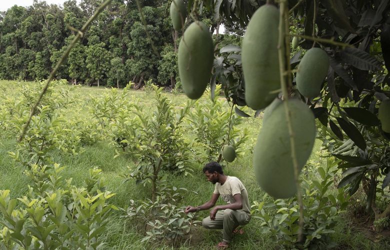 mango: A heat wave's lamented victim: The mango, India's king of fruits -  The Economic Times