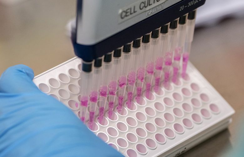 Mary Jane Navarro use a pipette to wash cells of serum, separated from the blood of vaccinated mice, while working on vaccine and protein research in the Veesler Lab at the University of Washington on May 10, 2022 in Seattle, Washington. (David Ryder/Getty Images/TNS) 48976529W 48976529W